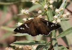 Apyrrothrix araxes
