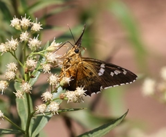 Apyrrothrix araxes
