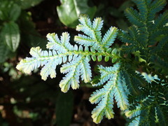 Selaginella