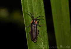 Polemius denticornis