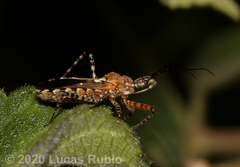 Cosmoclopius nigroannulatus