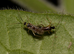 Tupiocoris cucurbitaceus