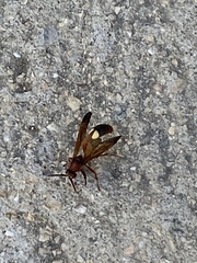 Belonogaster lateritia