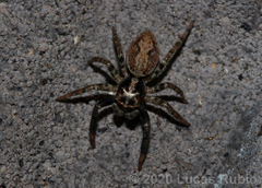 Asaphobelis physonychus