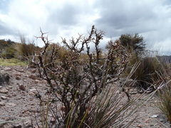 Adesmia spinosissima