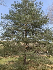 Pinus nigra