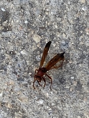 Belonogaster lateritia