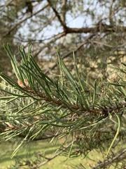 Pinus nigra