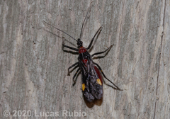 Graptocleptes bicolor