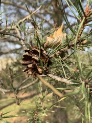 Pinus nigra