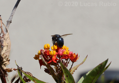 Xylocopa splendidula
