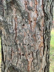 Pinus nigra
