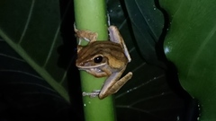 Polypedates leucomystax