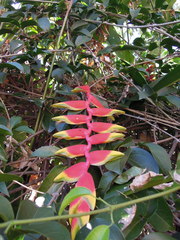 Heliconia rostrata