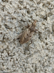 Coniocleonus excoriatus