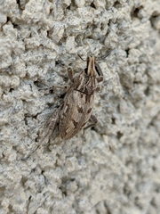 Coniocleonus excoriatus