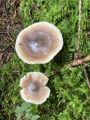 Rhodocollybia butyracea