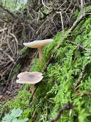 Rhodocollybia butyracea
