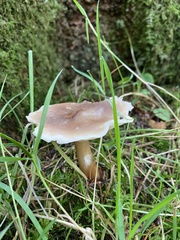 Rhodocollybia butyracea