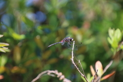 Leucorrhinia glacialis