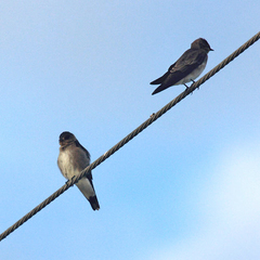 Stelgidopteryx serripennis ridgwayi