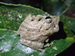 Java Bubble-Nest Frog photo 4