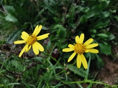 Senecio inaequidens