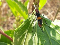 Compsocryptus melanostigma