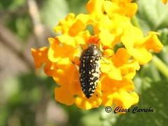 Acmaeodera flavopicta