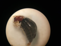 Gynandrobrotica lepida