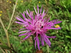 Centaurea