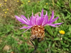 Centaurea