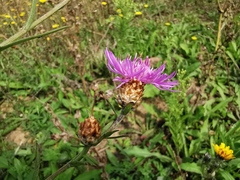 Centaurea