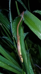 Takydromus sexlineatus
