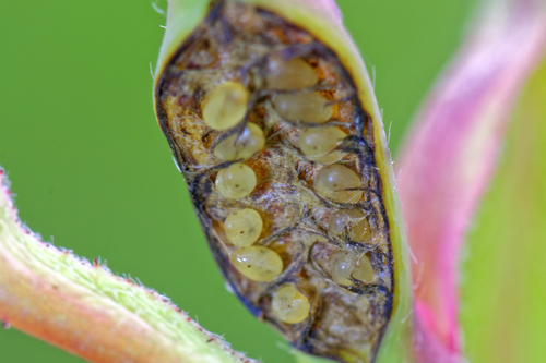 Large Rose Sawfly, photo 5 of 10