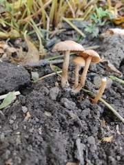 Fungi