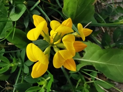 Lotus corniculatus