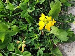 Lotus corniculatus