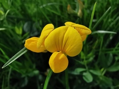 Lotus corniculatus