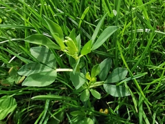 Lotus corniculatus