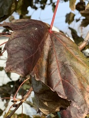 Acer platanoides