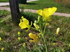 Diplotaxis tenuifolia