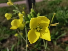 Diplotaxis tenuifolia