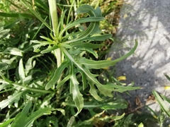 Diplotaxis tenuifolia