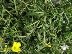 Diplotaxis tenuifolia