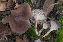 Faerberia carbonaria