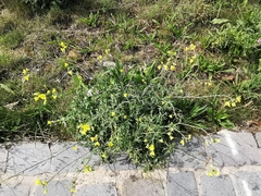 Diplotaxis tenuifolia