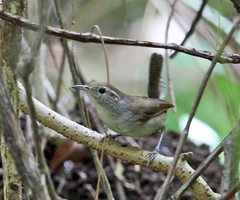 Uropsila leucogastra