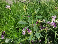 Medicago sativa