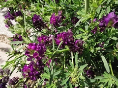 Medicago sativa